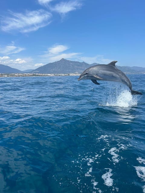 Marbella: Sailing & Dolphin Watching with Snacks and Drinks - Searching for dolphins in their natural home