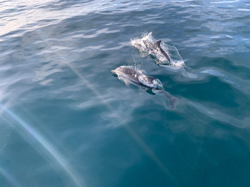 Marbella: Sailing & Dolphin Watching with Snacks and Drinks - Is $71 a fair price?