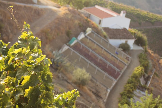 Muscat Raisin Route - Small group with lunch included - Almáchar, the Muscatel grape capital
