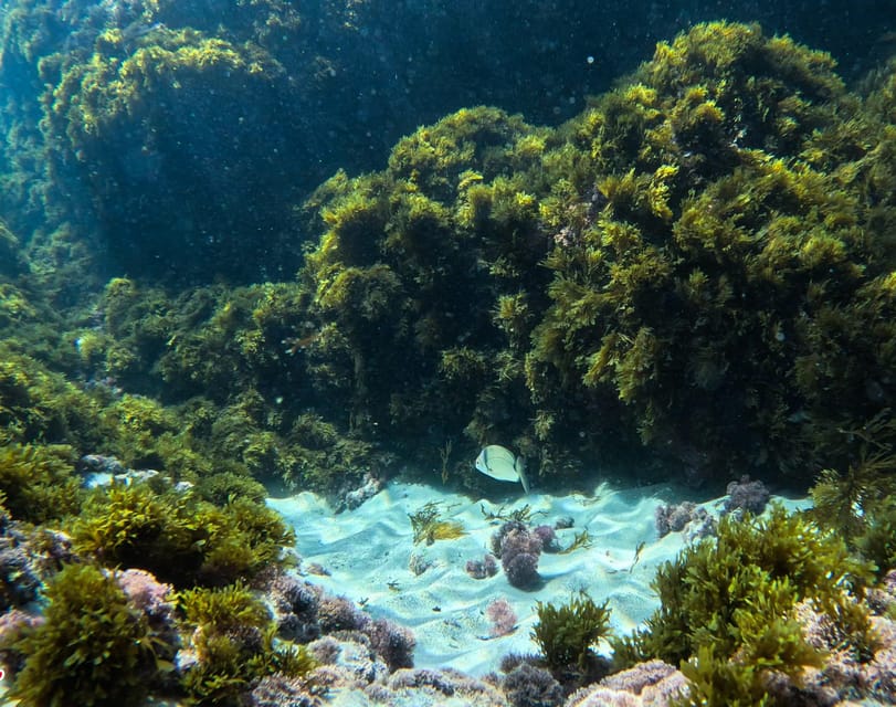 Nerja-Maro: Snorkeling & Sea Scooter Speedboat Trip - Who will enjoy this trip most