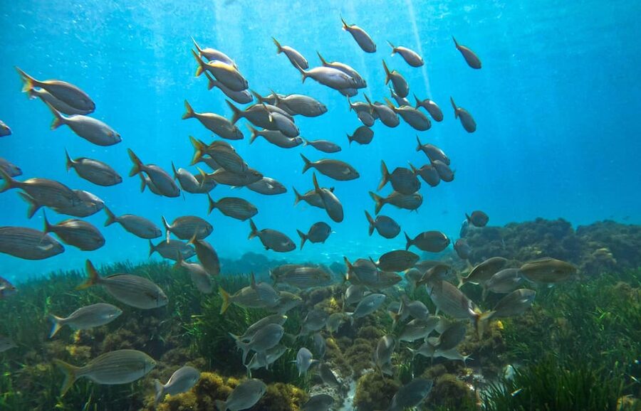 Nerja-Maro: Snorkeling & Sea Scooter Speedboat Trip - Should you book the Nerja snorkeling and sea scooter trip?