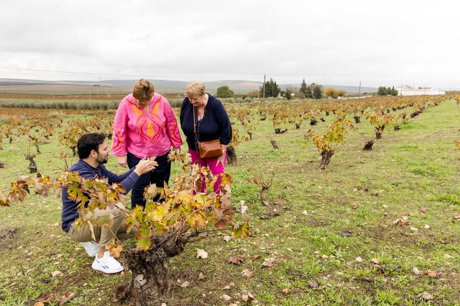 OLIVE OIL & WINE TOUR Organic fields - 5 Wines + 3Olive Oils - Key points to know before booking