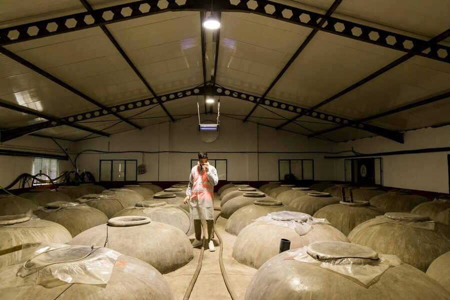 OLIVE OIL & WINE TOUR Organic fields - 5 Wines + 3Olive Oils - Inside a cooperative that handles the harvest