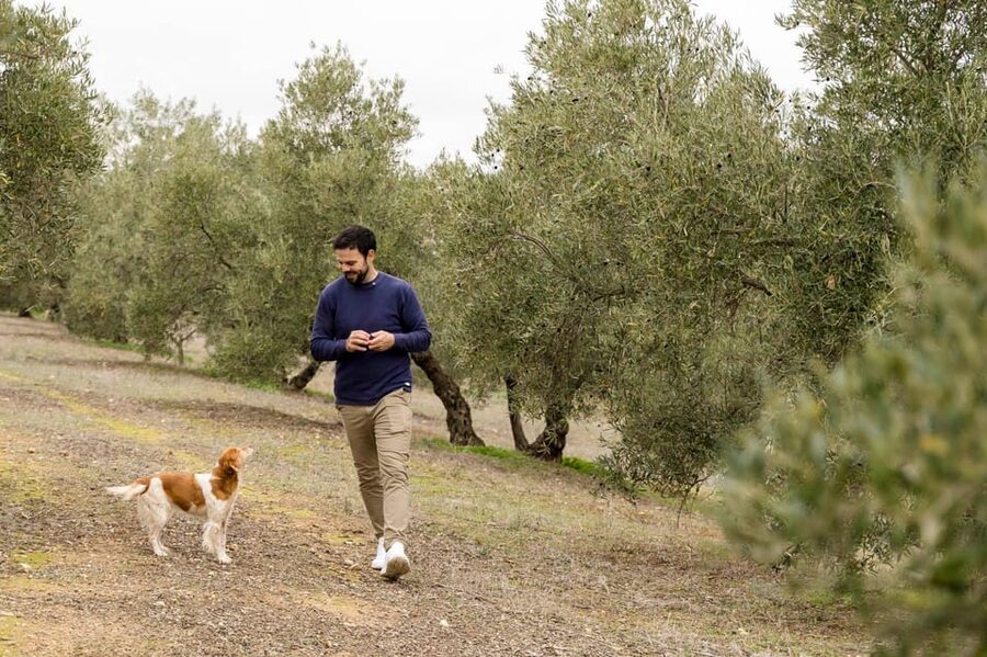 OLIVE OIL & WINE TOUR Organic fields - 5 Wines + 3Olive Oils - Walking among vineyards, almonds, and old olive trees