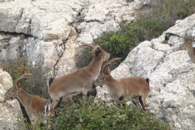 Private Guided Tour to Torcal de Antequera - Why El Torcal feels unlike anywhere else near Málaga