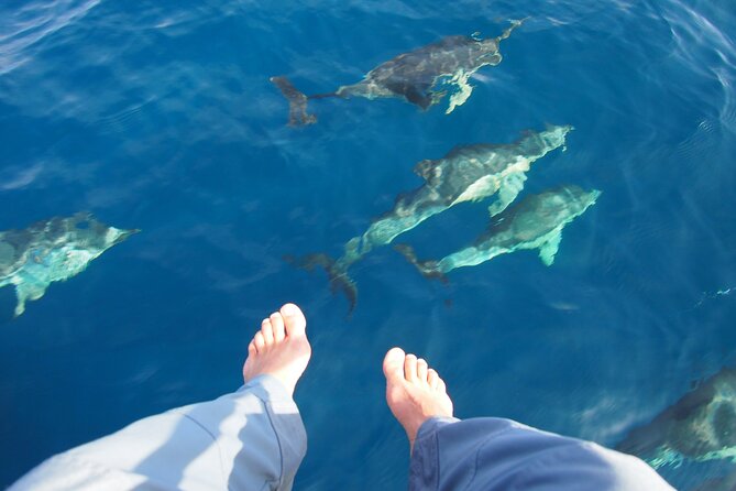 Private Sailing - dolphin Experience Estepona - drink & food - 4h - What the $480.59 group price buys you