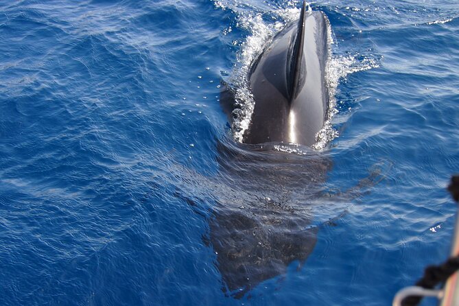 Private Sailing - dolphin Experience Estepona - drink & food - 4h - Sunset sailing and the best time to go