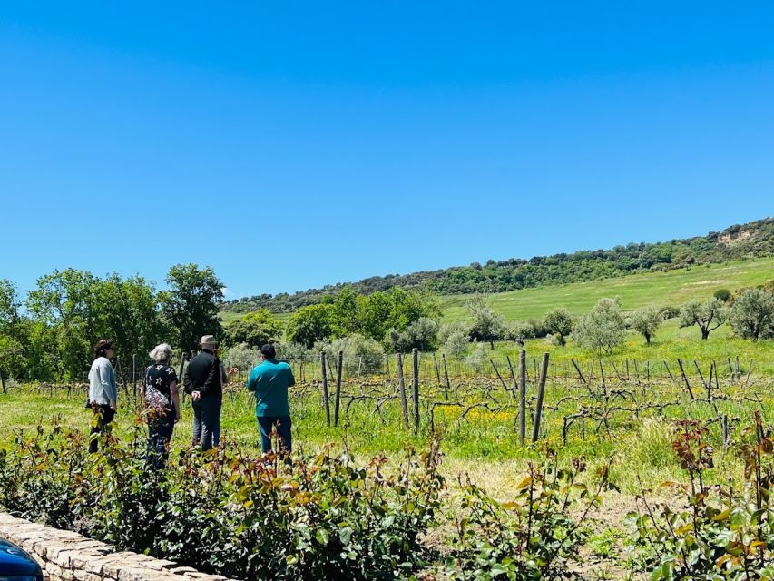 Private Winery Tour and Visit to Ronda - What the $883 private price really covers