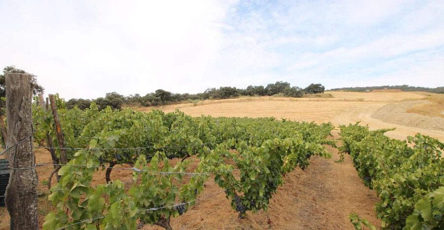 Private Winery Tour and Visit to Ronda - Practical tips for making the day work