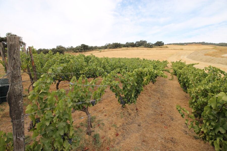 Private Winery Tour and Visit to Ronda - Should you book this private winery and Ronda tour?