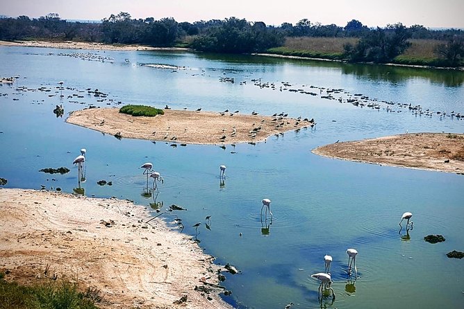 Rent a Trekking bike: Full Day 24 hours - The Guadalhorce River Estuary at birding pace