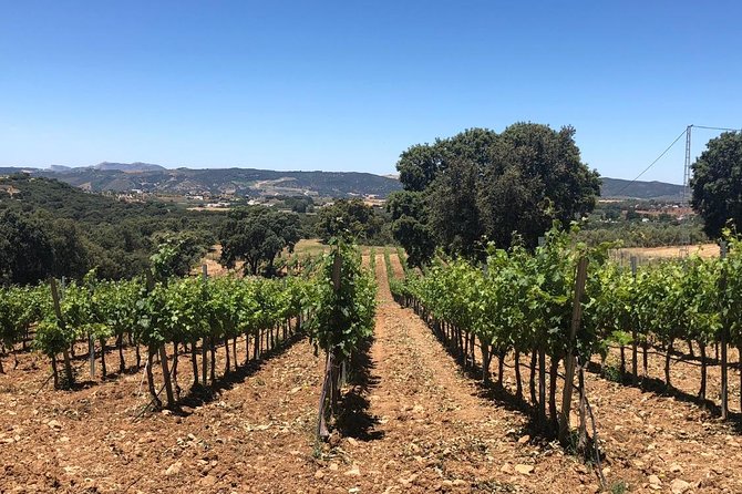 Ronda Day Tour and Winery Visits from Marbella - Key points at a glance