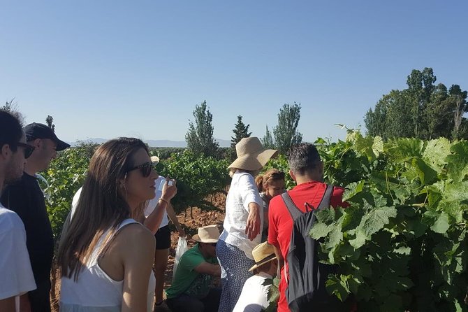 Ronda Day Tour and Winery Visits from Marbella - Why Ronda makes a good wine day from Marbella