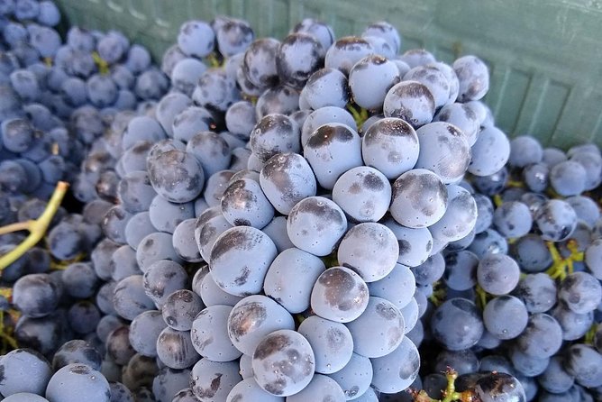 Ronda Day Tour and Winery Visits from Marbella - What the $216.48 price includes