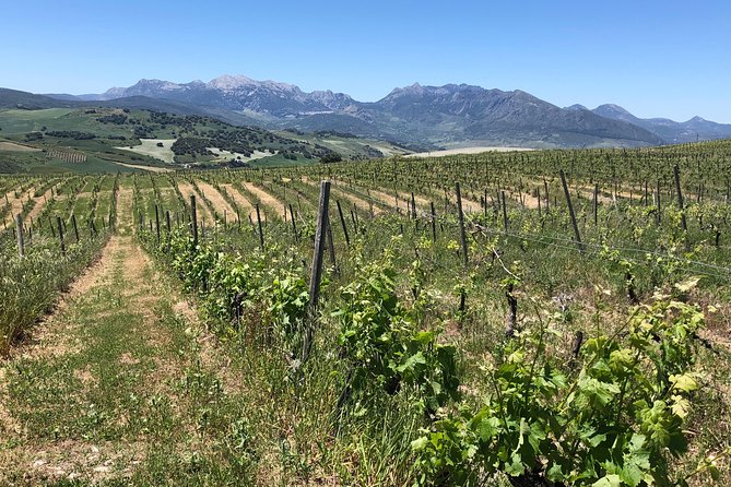 Ronda Day Tour and Winery Visits from Marbella - Timing, comfort, and the small-group setup