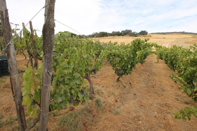 Ronda Private Full Day Wine Tour - Finca La Melonera and the return of local grapes