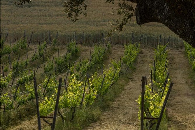 Ronda Private Wine Tour and Tapas from Marbella - From Marbella to Ronda’s mountain vineyards