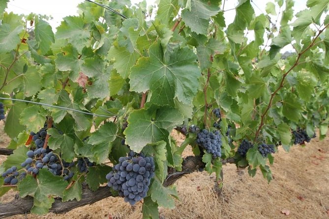 Ronda Private Wine Tour and Tapas from Marbella - Inside the barrel room