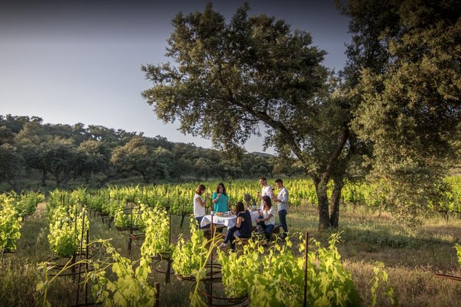 Ronda Private Wine Tour and Tapas from Marbella - Walking the vines and tasting under the oak