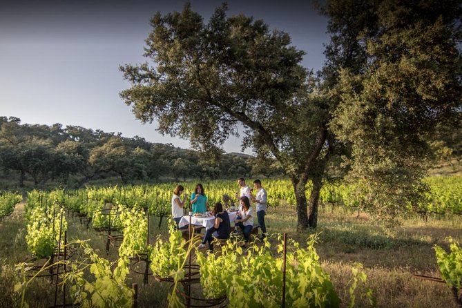 Ronda Private Wine Tour + Free Time in Ronda - Inside Finca La Melonera’s organic vineyards