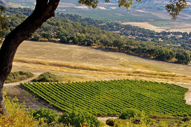 Ronda Private Wine Tour + Free Time in Ronda - Who will enjoy this Ronda wine day most?