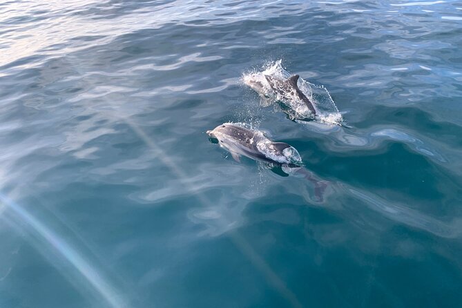 Sailing Adventure: Sailing, Dolphins and Relaxation with Drinks - Key points to know before you book