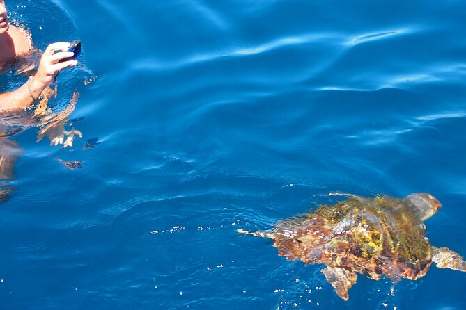 Sailing Boat-always private-always by sail-search for dolphins - What four hours feels like on the water