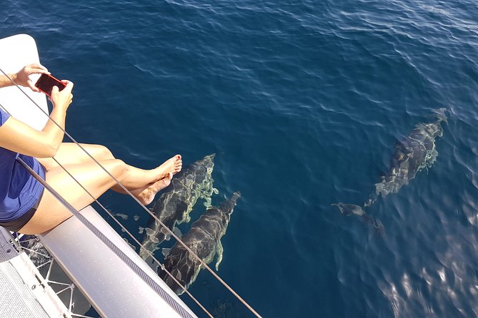 Sighting Dolphin Trip Estepona, Marbella - The Private Catamaran Makes a Difference