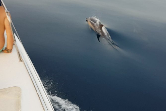 Sighting Dolphin Trip Estepona, Marbella - A Possible Swim From the Boat