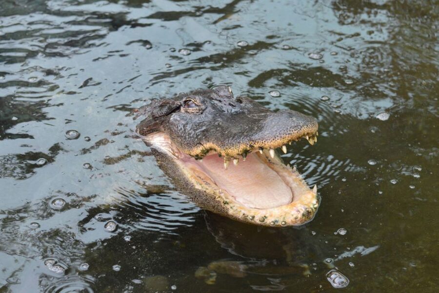 Torremolinos: Crocodile Park Entrance Ticket - The baby crocodile photo costs extra