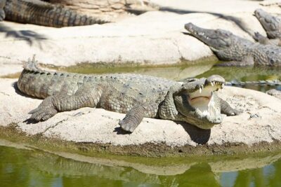 Crocodile Park Entrance Ticket