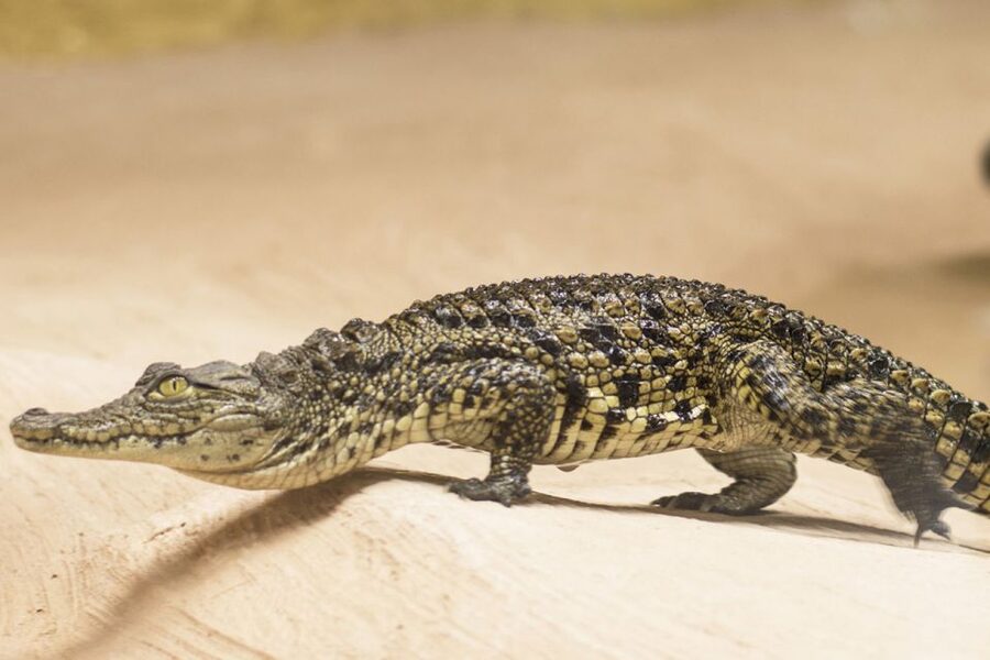 Torremolinos: Crocodile Park Entrance Ticket - Accessibility and practical timing