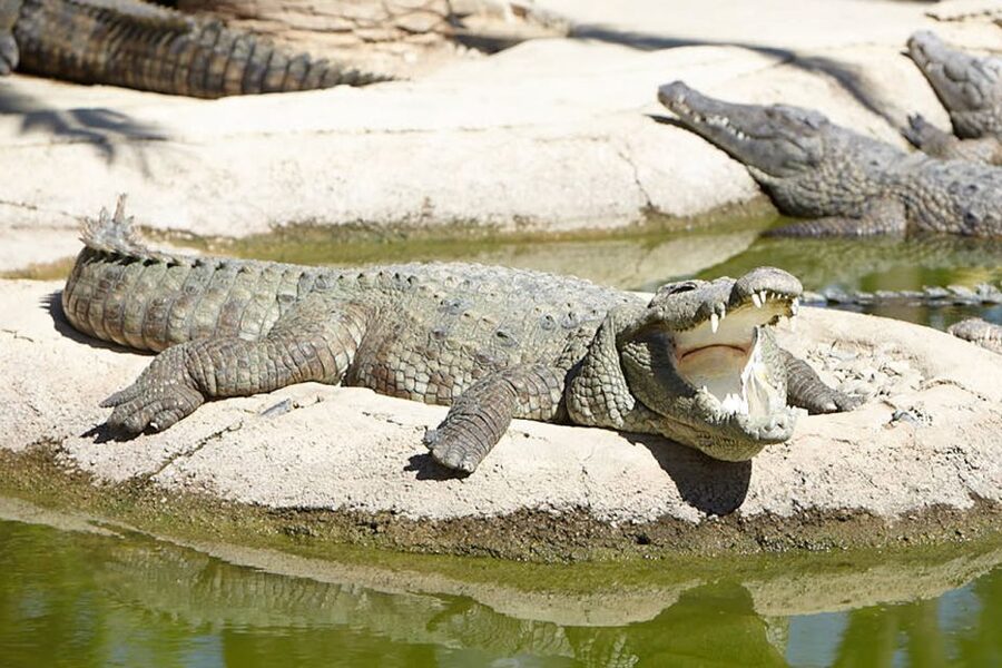Torremolinos: Crocodile Park Entrance Ticket - The guided talks are worth planning around