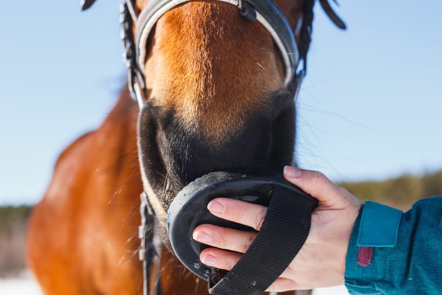 Torremolinos: Guided tour to stables of El Ranchito - Why the stable setting is worth your time