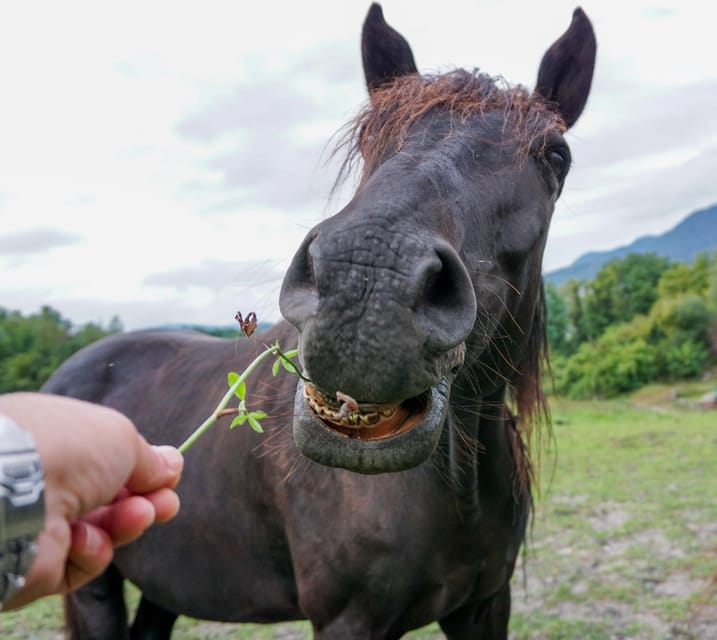 Torremolinos: Guided tour to stables of El Ranchito - Pairing the stable tour with the horse show