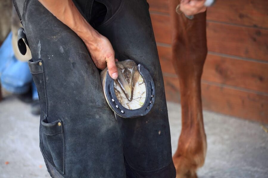 Torremolinos: Guided tour to stables of El Ranchito - How much value do you get for $17?