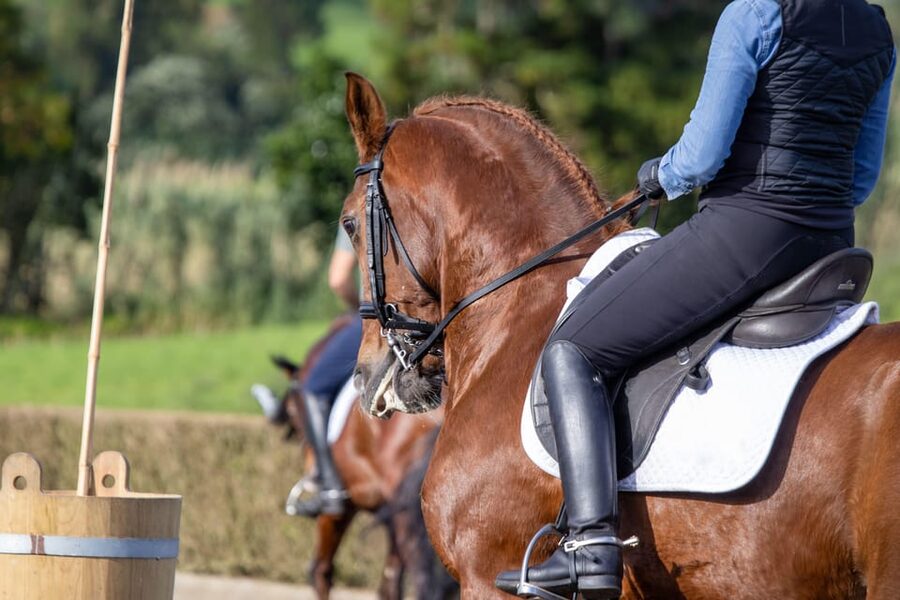 Torremolinos: Guided tour to stables of El Ranchito - A good choice for children and horse lovers
