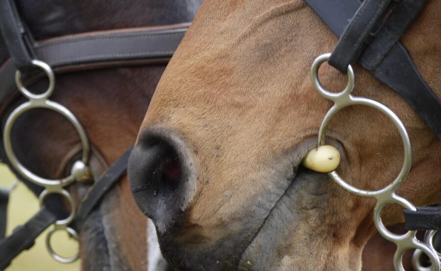 Torremolinos: Guided tour to stables of El Ranchito - Getting there and preparing for the visit