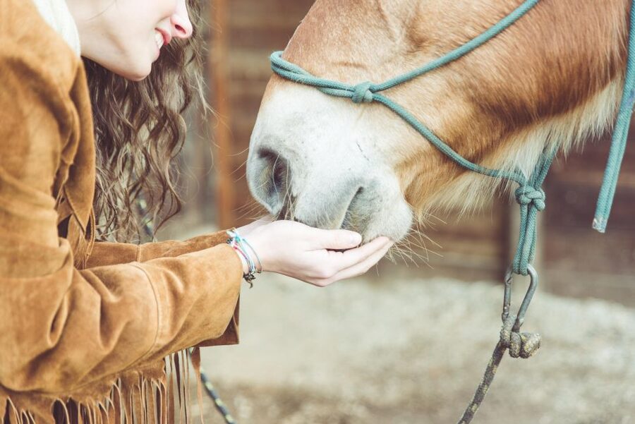 Torremolinos: Guided tour to stables of El Ranchito - What the strong ratings mean here