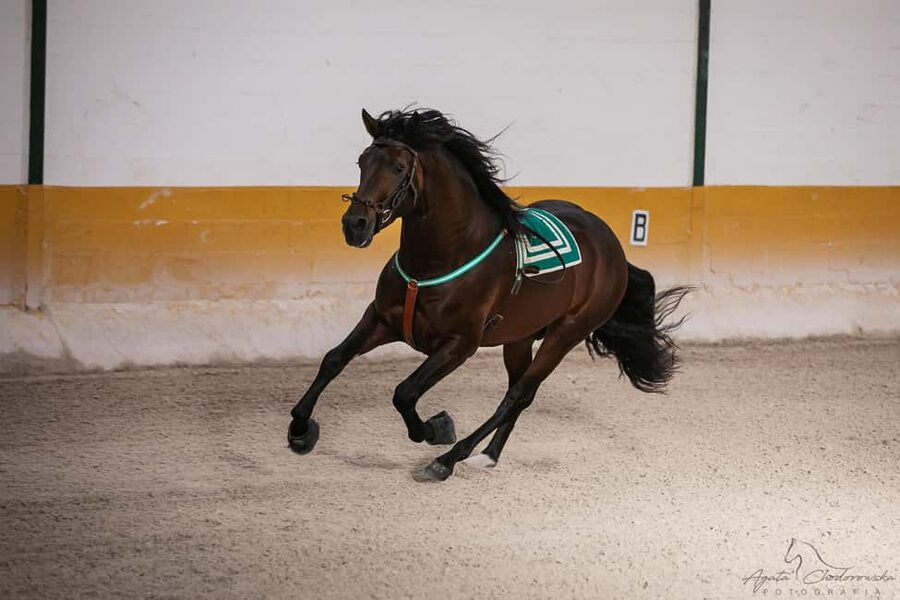 Torremolinos: Spanish horse show and flamenco with dinner option - The Horse Show at El Ranchito