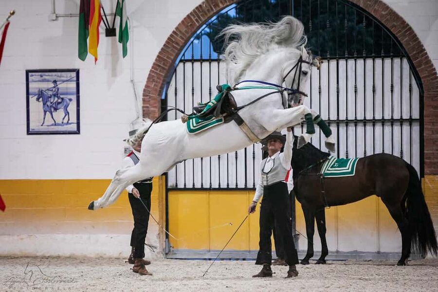 Torremolinos: Spanish horse show and flamenco with dinner option - The New 5:00 p.m. Stable Visit