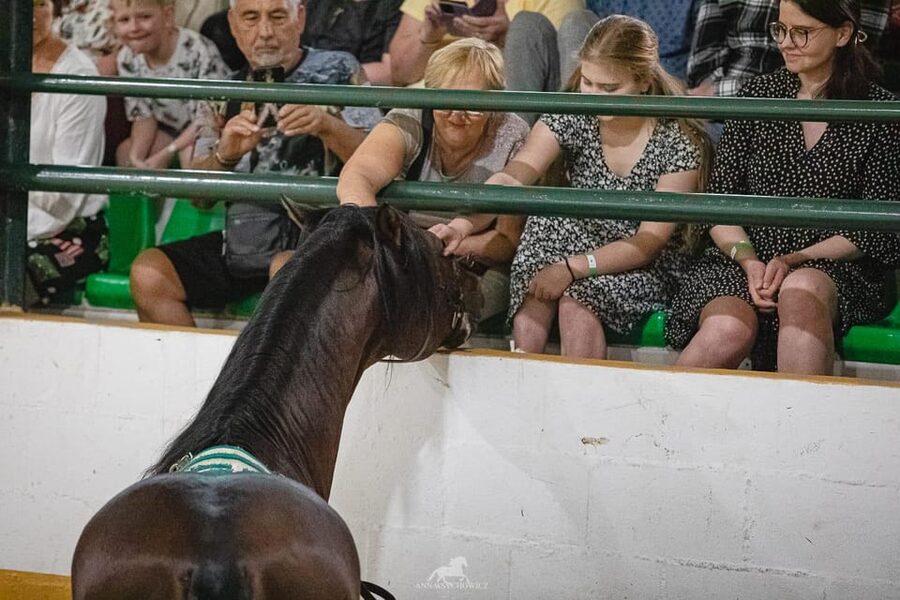Torremolinos: Spanish horse show and flamenco with dinner option - Understanding the Included Drinks