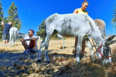 Tour the Sanctuary and Walk with the Donkeys and Share their Love
