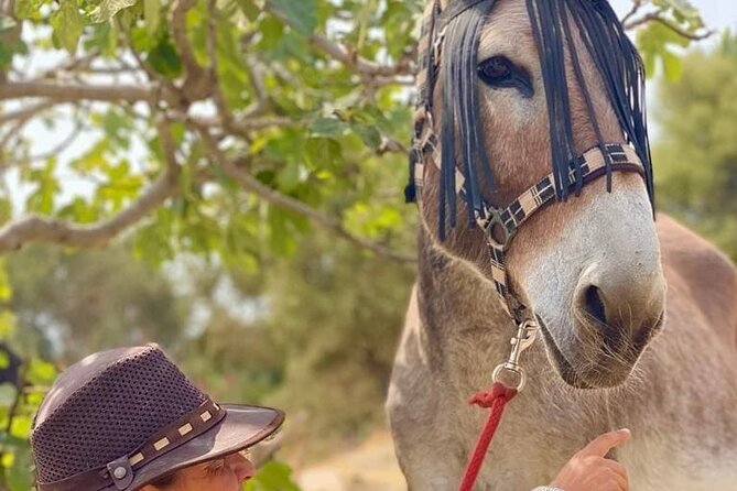 Tour the Sanctuary and Walk with the Donkeys and Share their Love - Is $66.16 good value?