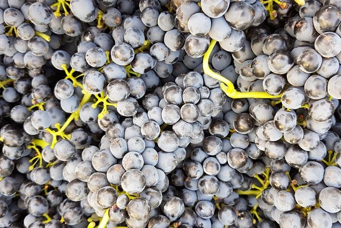 VIP Ronda Wine Tour and Tasting and Gourmet Lunch Experience with Winemaker - Leaving Marbella for the Serrania de Ronda