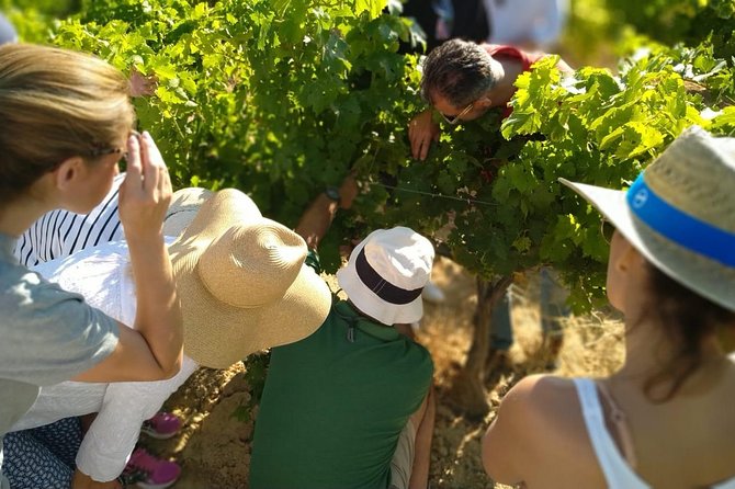 VIP Ronda Wine Tour and Tasting and Gourmet Lunch Experience with Winemaker - Near Acinipo, wine in a stone hillside cellar