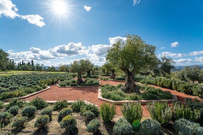 Visit Oil Mill Museum and Olive Oil Tasting in Ronda - The organic olive-oil tasting