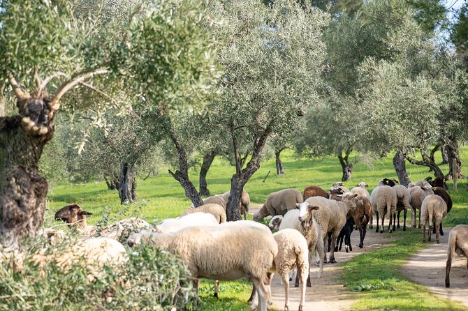 Visit Oil Mill Museum and Olive Oil Tasting in Ronda - A bilingual tour can affect the pace