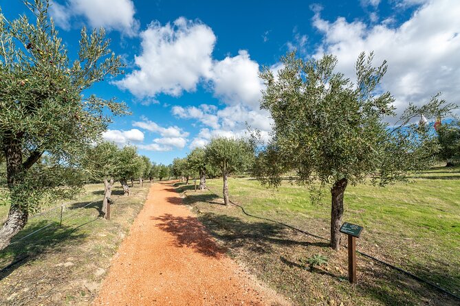 Visit Oil Mill Museum and Olive Oil Tasting in Ronda - Staying for the €20 country lunch