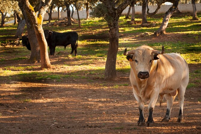 Visita Entre Toros y Caballos - Key points at a glance
